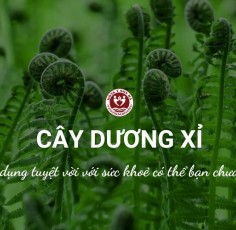 Cây dương xỉ có tác dụng gì? Những lợi ích tuyệt vời có thể bạn chưa biết